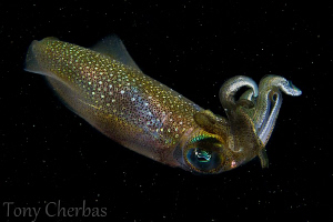 Squid in Space by Tony Cherbas 